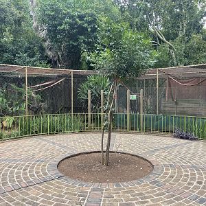 Lar Gibbon Exhibit (Hylobates lar)