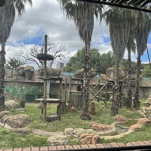 Western Chimpanzee (Pan troglodytes)