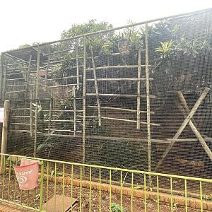 Linne's Two-toed Sloth Exhibit (Choloepus didactylus)