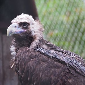 Cinereous vulture (Aegypius monachus), 2021-11-06