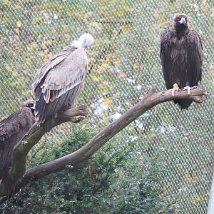 Cinereous vultures (Aegypius monachus) and Western eurasian griffon vulture (Gyps fulvus fulvus), 2021-11-06