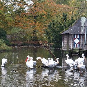 Part of the Dalmatian pelican pond, with the flock and the Dalmatian pelican house, 2021-11-06