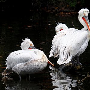 Dalmatian pelicans (Pelecanus crispus), 2021-11-06