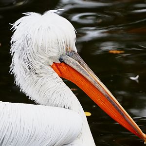 Dalmatian pelican (Pelecanus crispus), 2021-11-06