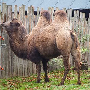 Bactrian camel (Camelus bactrianus), 2021-11-06