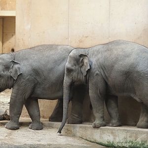 Young Asian elephants (Elephas maximus), 2021-11-06