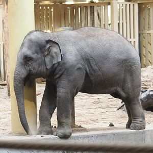 Young Asian elephants (Elephas maximus), 2021-11-06