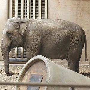 Asian elephant Yu Yu Yin (Elephas maximus), 2021-11-06