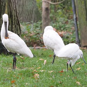 Eurasian Spoonbill (Platalea leucorodia) and Little egret (Egretta garzetta garzetta), 2021-11-06