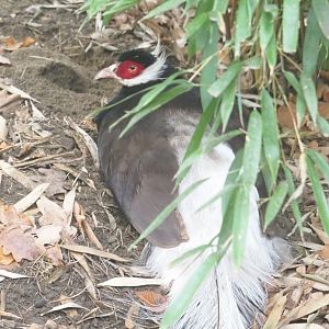 Brown eared-pheasant (Crossoptilon mantchuricum), 2021-11-06