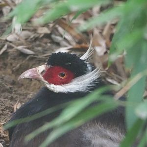 Brown eared-pheasant (Crossoptilon mantchuricum)2021-11-06
