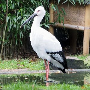 Oriental white stork (Ciconia boyciana), 2021-11-06