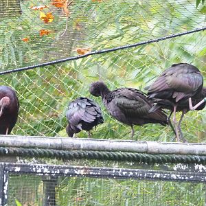 Glossy ibises (Plegadis falcinellus), 2021-11-06