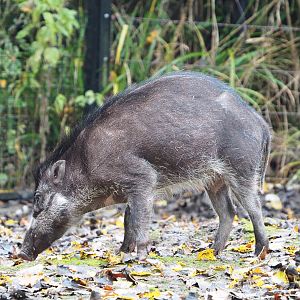 Negros Visayan warty pig (Sus cebifrons negrinus), 2021-11-06