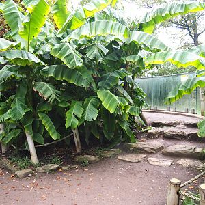 Small Asiatic lion viewing area, 2021-11-06