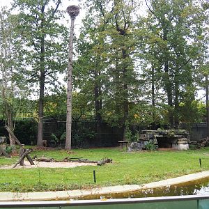 Asiatic lion exhibit, 2021-11-06