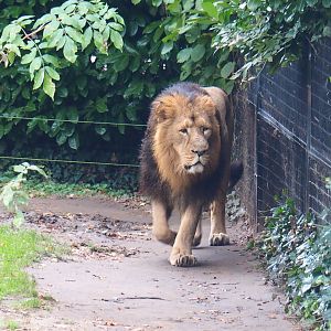 Male Asiatic lion (Panthera leo persica), 2021-11-06