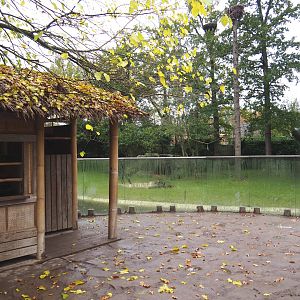 Large Asiatic lion viewing area, 2021-11-06
