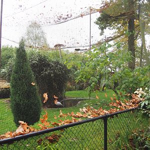 Largest mixed Asian aviary, 2021-11-06