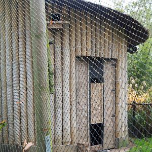 Mixed aviary bird barn, 2021-11-06
