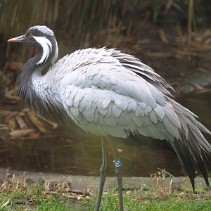 Demoiselle crane (Anthropoides virgo), 2021-11-06
