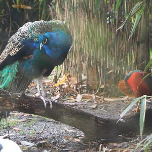Blue peafowl (Pavo cristatus) and Golden pheasant (Chrysolophus pictus), 2021-11-06