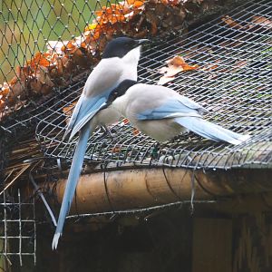 Asian azure-winged magpie (Cyanopica cyanus), 2021-11-06