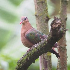 Grey-capped emerald dove (Chalcophaps indica), 2021-11-06