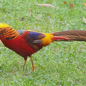 Golden pheasant (Chrysolophus pictus), 2021-11-06