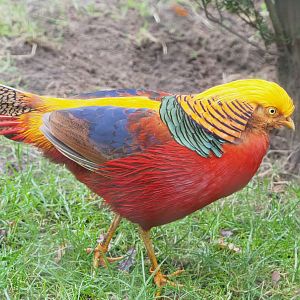 Golden pheasant (Chrysolophus pictus), 2021-11-06