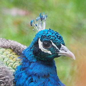 Blue peafowl (Pavo cristatus), 2021-11-06