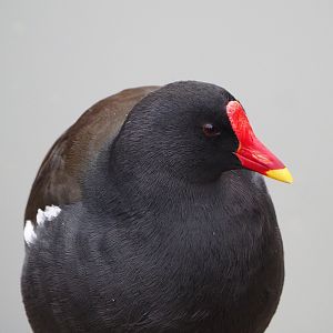 Wild Eurasian common moorhen (Gallinula chloropus chloropus), 2021-11-06