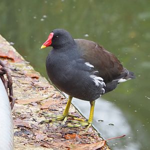 Wild Eurasian common moorhen (Gallinula chloropus chloropus), 2021-11-06