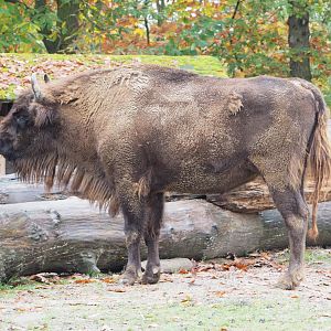 Wisent (Bison bonasus), 2021-11-06