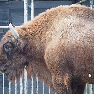 Wisent (Bison bonasus), 2021-11-06