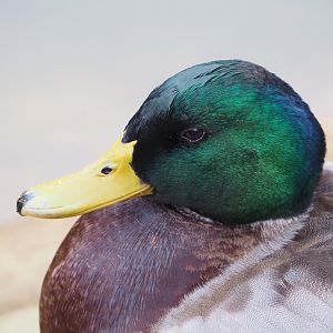 Wild Mallard drake (Anas platyrhynchos), 2021-11-06