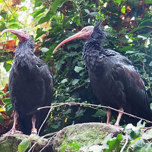 Waldrapps (Geronticus eremita), 2021-11-06