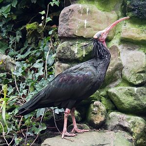 Waldrapp (Geronticus eremita), 2021-11-06