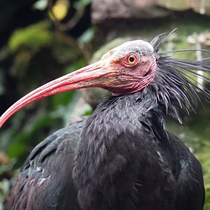 Waldrapp (Geronticus eremita), 2021-11-06