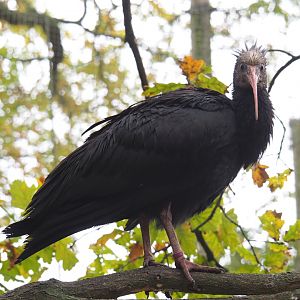 Juvenile Waldrapp (Geronticus eremita), 2021-11-06