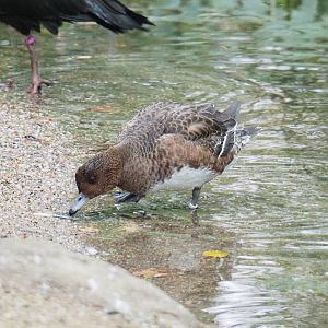 Female Eurasian wigeon (Mareca penelope), 2021-11-06