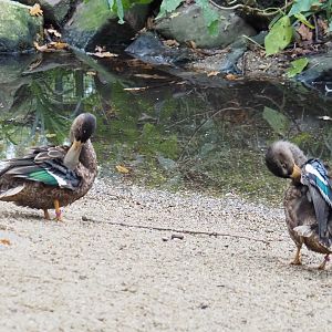 Northern shovelers (Spatula clypeata), 2021-11-06