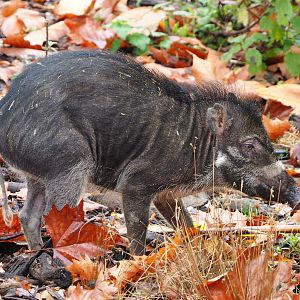 Negros Visayan warty pig (Sus cebifrons negrinus), 2021-11-06