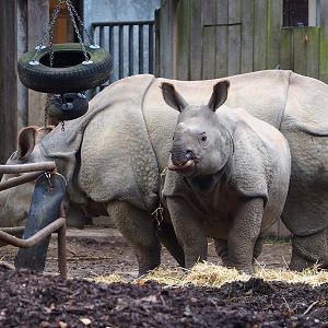 Indian rhinoceroses (Rhinoceros unicornis) Karamat and Vaiana, 2021-11-06