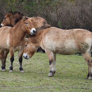 Przewalski's horses (Equus ferus przewalskii), 2021-11-06
