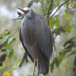 White-faced heron (Egretta novaehollandiae), 2021-11-06