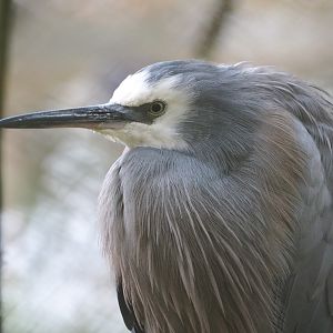 White-faced heron (Egretta novaehollandiae), 2021-11-06