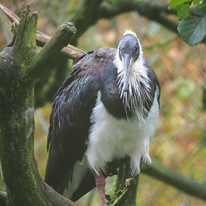 Straw-necked ibis (Threskiornis spinicollis), 2021-11-06