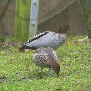 Australian maned wood duck pair (Chenonetta jubata), 2021-11-06