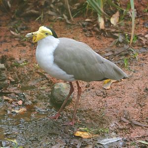 Masked lapwing (Vanellus miles), 2021-11-06